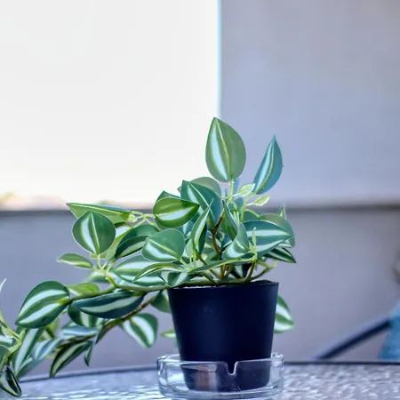 Guest - 8 Daire Bükreş